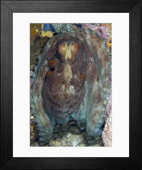 Framed Print : 13131075. Day Octopus - Batu Mandi dive site, Bangka Island Framed Print : 13131075. Day Octopus - Batu Mandi dive site, Bangka Island
