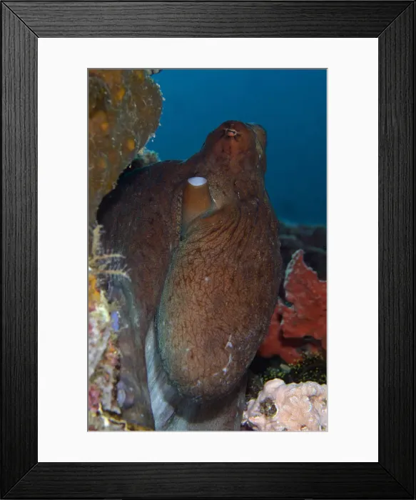 Framed Print : 13131076. Day Octopus - Batu Mandi dive site, Bangka Island Framed Print : 13131076. Day Octopus - Batu Mandi dive site, Bangka Island