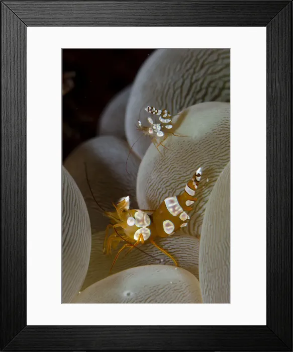 Framed Print : 13131077. Pair of Squat Shrimps on Bubble Coral Framed Print : 13131077. Pair of Squat Shrimps on Bubble Coral