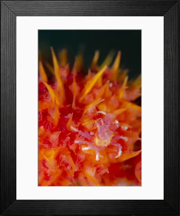 Framed Print : 13131078. Soft Coral Crab on Glomerate Tree Coral Framed Print : 13131078. Soft Coral Crab on Glomerate Tree Coral