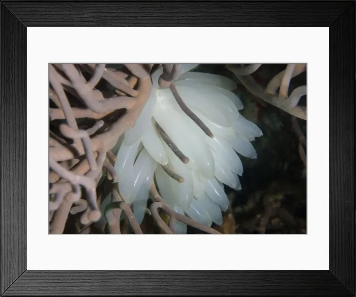 Framed Print : 13131079. Egg mass of Bigfin Reef Squid - Kahuku dive site Framed Print : 13131079. Egg mass of Bigfin Reef Squid - Kahuku dive site