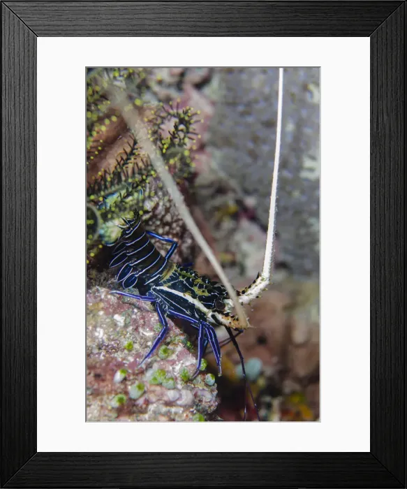 Framed Print : 13131080. Juvenile Painted Spiny Lobster - night dive - Sahaung dive site Framed Print : 13131080. Juvenile Painted Spiny Lobster - night dive - Sahaung dive site