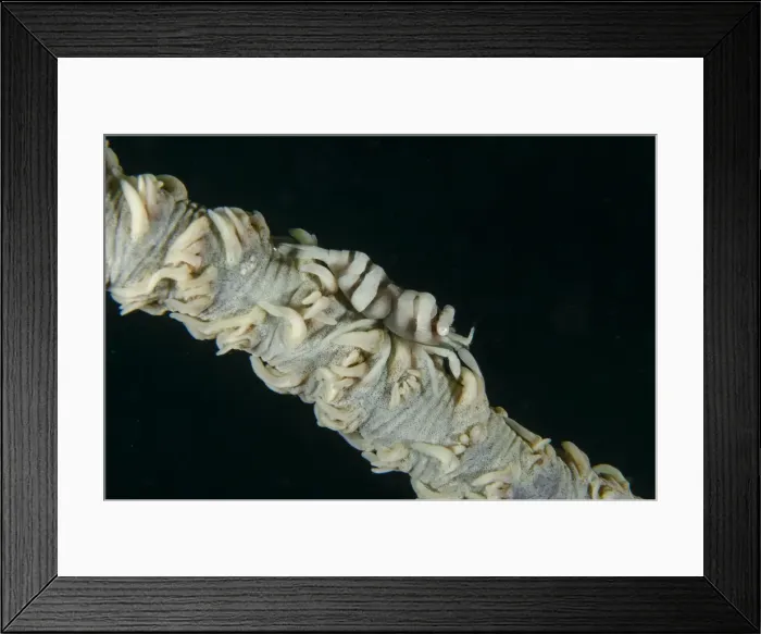 Framed Print : 13131083. Ankers Whip Coral Shrimp on Whip Coral Framed Print : 13131083. Ankers Whip Coral Shrimp on Whip Coral