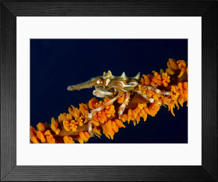 Framed Print : 13131084. Wire Coral Crab on Whip Coral (Alcyonacea Order) - Batu Gosoh dive site Framed Print : 13131084. Wire Coral Crab on Whip Coral (Alcyonacea Order) - Batu Gosoh dive site