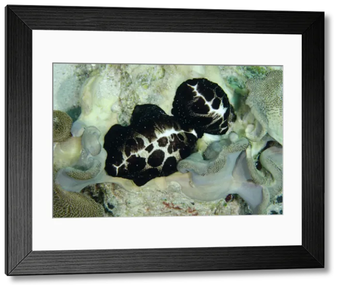 Framed Print : 13131085. Pair of Egg Cowries on coral - Batu Gosoh dive site Framed Print : 13131085. Pair of Egg Cowries on coral - Batu Gosoh dive site