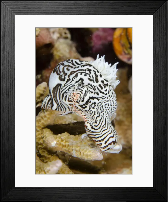 Framed Print : 13131086. Colonial Sea Anemone - Demak dive site Framed Print : 13131086. Colonial Sea Anemone - Demak dive site