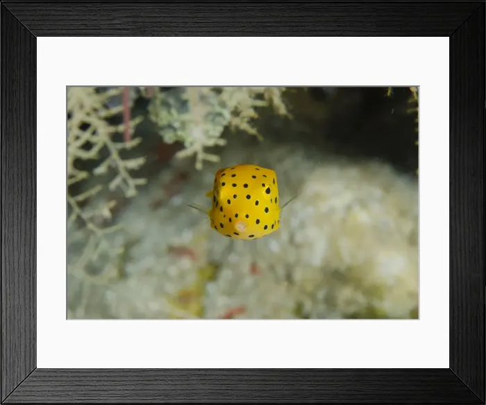 Framed Print : 13131088. Juvenile Yellow Boxfish - Tampa Fufu dive site Framed Print : 13131088. Juvenile Yellow Boxfish - Tampa Fufu dive site