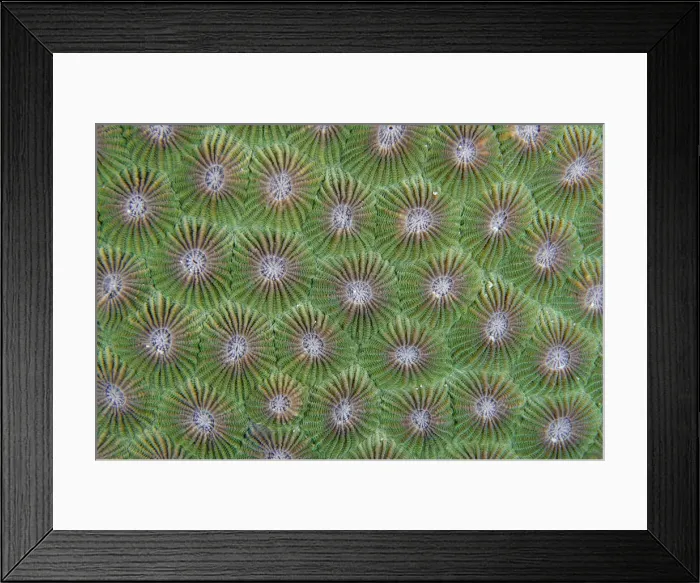 Framed Print : 13131087. Hard Coral calyces - Pantai Kecil dive site Framed Print : 13131087. Hard Coral calyces - Pantai Kecil dive site