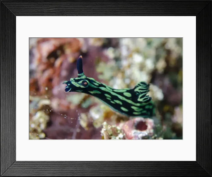 Framed Print : 13131089. Dusky Nembrotha Nudibranch raising itself to smell environment Framed Print : 13131089. Dusky Nembrotha Nudibranch raising itself to smell environment