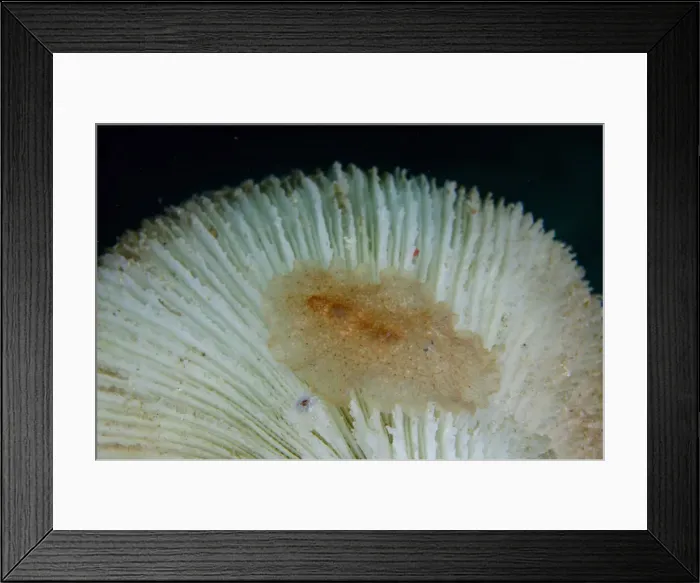 Framed Print : 13131090. Raceflatworm on Mushroom Coral (Fungia sp) - Tampa Fufu dive site Framed Print : 13131090. Raceflatworm on Mushroom Coral (Fungia sp) - Tampa Fufu dive site