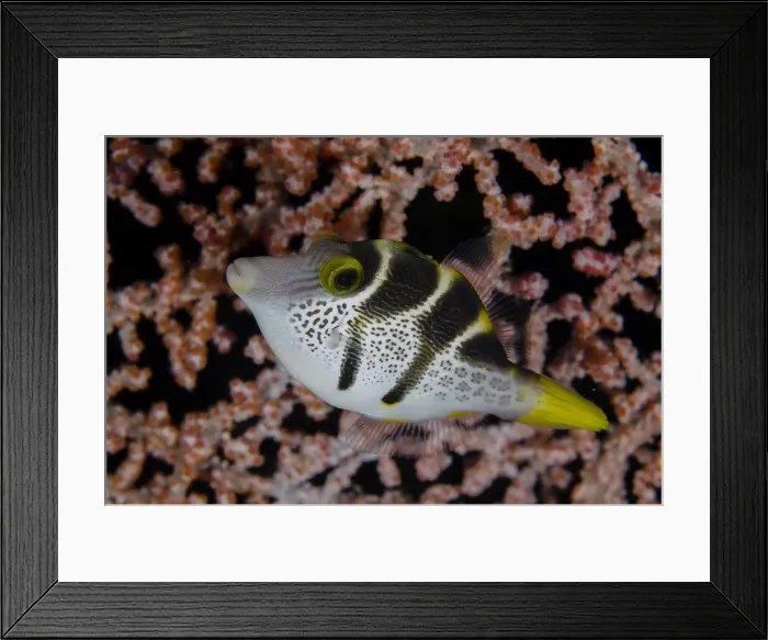 Framed Print : 13131091. Black-saddled Toby by sea fan - Sahaung Pinnacle dive site Framed Print : 13131091. Black-saddled Toby by sea fan - Sahaung Pinnacle dive site