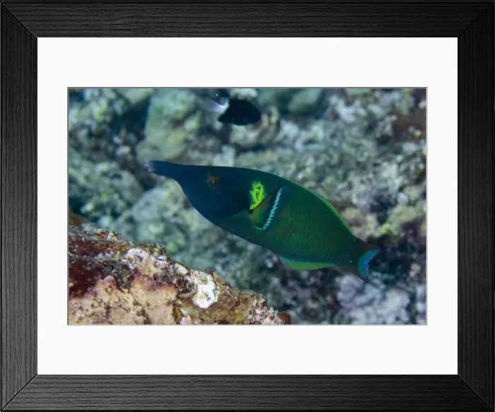 Framed Print : 13131092. Male Birdnose Wrasse - Sahaung Pinnacle dive site Framed Print : 13131092. Male Birdnose Wrasse - Sahaung Pinnacle dive site