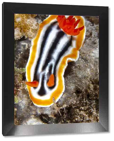 13131093. Magnificent Chromodoris Nudibranch - Sanggamau dive site