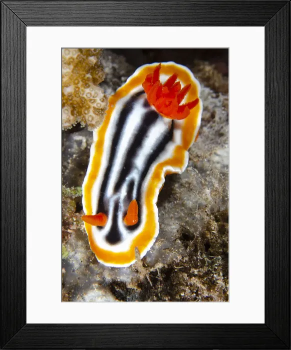 Framed Print : 13131093. Magnificent Chromodoris Nudibranch - Sanggamau dive site Framed Print : 13131093. Magnificent Chromodoris Nudibranch - Sanggamau dive site