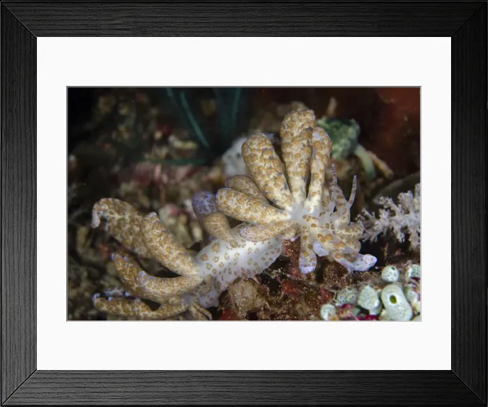 Framed Print : 13131094. Long-cirri Phyllodesmium Nudibranch with cerata - with digestive Framed Print : 13131094. Long-cirri Phyllodesmium Nudibranch with cerata - with digestive