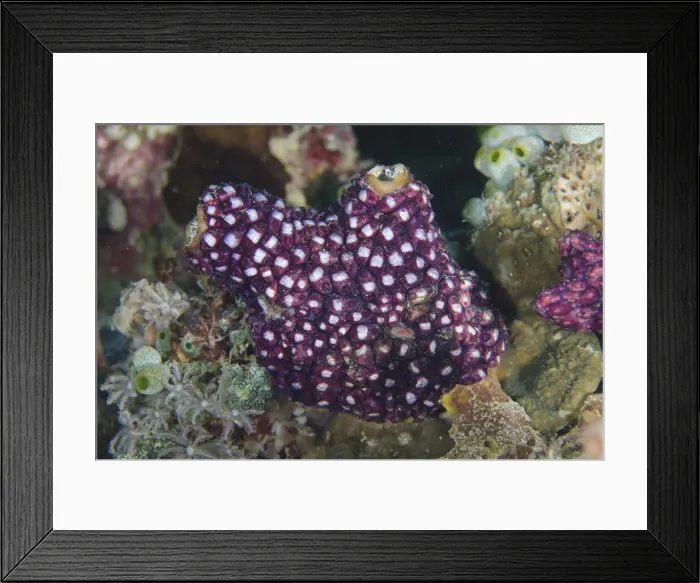 Framed Print : 13131095. Sea Squirt covered with tunicates - Muka Linggua dive site Framed Print : 13131095. Sea Squirt covered with tunicates - Muka Linggua dive site