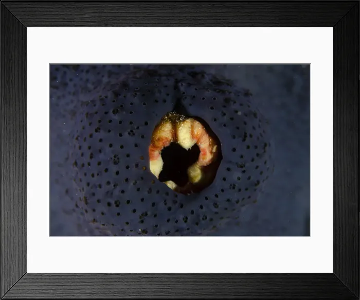 Framed Print : 13131096. Sea Squirt covered with sponge (Porifera Phylum) - Muka Linggua dive site Framed Print : 13131096. Sea Squirt covered with sponge (Porifera Phylum) - Muka Linggua dive site