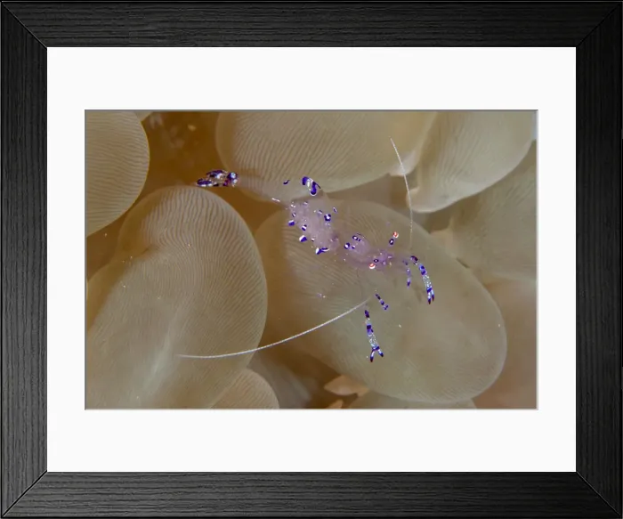 Framed Print : 13131097. Sarasvati Anemone Shrimp in Bubble Coral Framed Print : 13131097. Sarasvati Anemone Shrimp in Bubble Coral