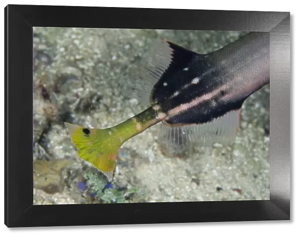 13131098. Tail of Chinese Trumpetfish - Sampiri 2 dive site