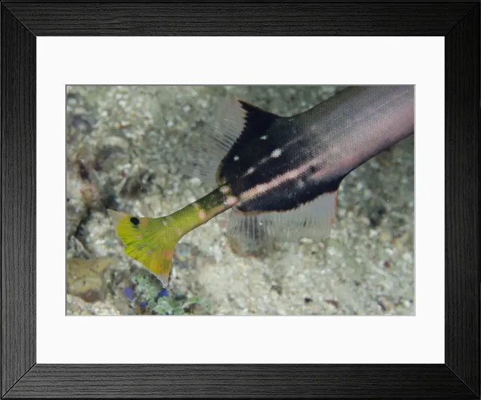 Framed Print : 13131098. Tail of Chinese Trumpetfish - Sampiri 2 dive site Framed Print : 13131098. Tail of Chinese Trumpetfish - Sampiri 2 dive site