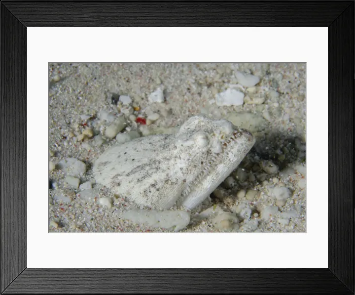 Framed Print : 13131099. Crocodile Snake Eel buried in sand - Sampiri 2 dive site Framed Print : 13131099. Crocodile Snake Eel buried in sand - Sampiri 2 dive site