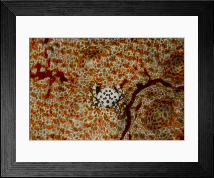 Framed Print : 13131100. Harlequin Crab on Amberfish Sea Cucumber Framed Print : 13131100. Harlequin Crab on Amberfish Sea Cucumber