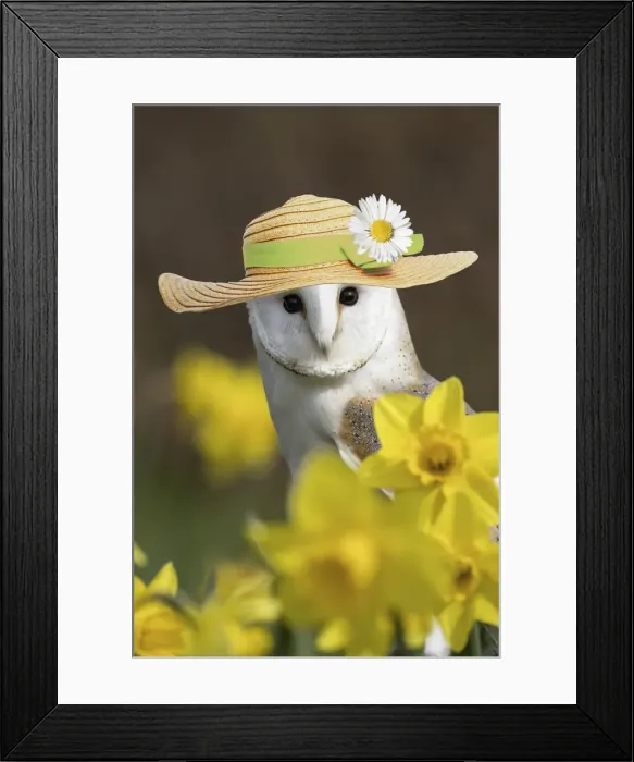 Framed Print : 13131103. Barn Owl wearing straw hat Date Framed Print : 13131103. Barn Owl wearing straw hat Date