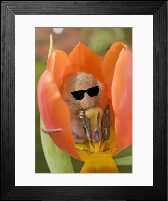 Framed Print : 13131107. Harvest Mouse, in Tulip flower wearing sunglasses Date Framed Print : 13131107. Harvest Mouse, in Tulip flower wearing sunglasses Date
