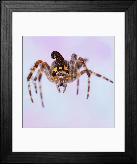 Framed Print : 13131108. Garden Spider, on web wearing Witches halloween hat Date