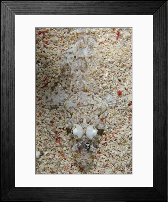 Framed Print : 13131102. Celebes Flathead - Murex House Reef dive site Framed Print : 13131102. Celebes Flathead - Murex House Reef dive site