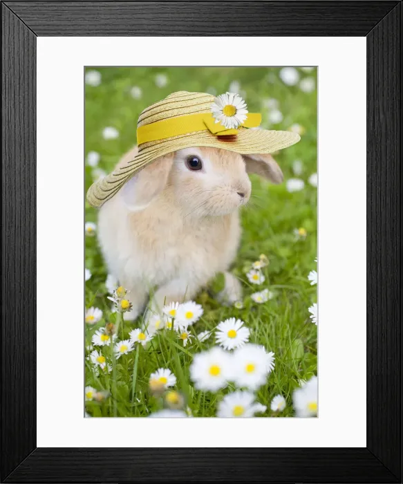 Framed Print : 13131113. Lop Eared Rabbit, juvenile with hat on garden lawn Date Framed Print : 13131113. Lop Eared Rabbit, juvenile with hat on garden lawn Date