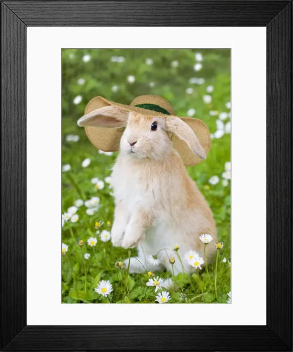 Framed Print : 13131114. Lop Eared Rabbit, young with hat on garden lawn Date Framed Print : 13131114. Lop Eared Rabbit, young with hat on garden lawn Date