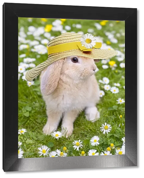 13131112. Rabbit, young with hat on grass lawn amongst daisies and buttercups Date