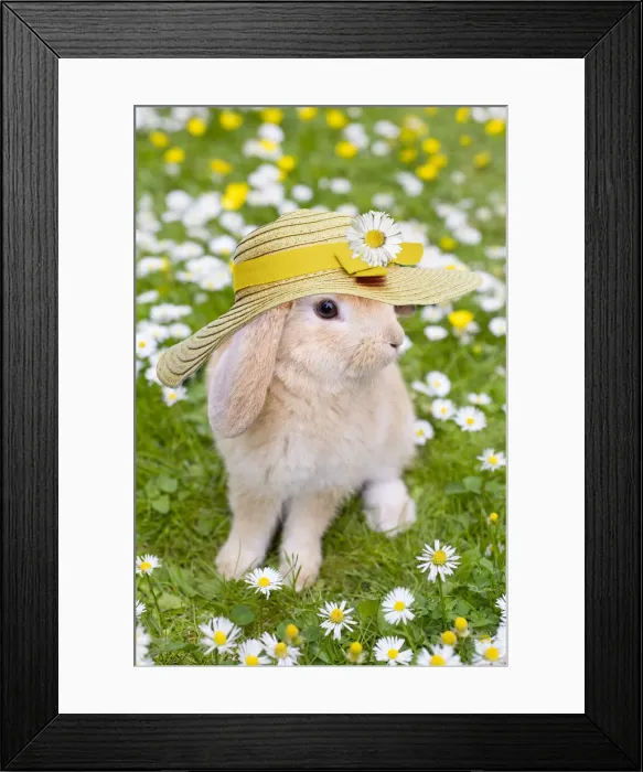 Framed Print : 13131112. Rabbit, young with hat on grass lawn amongst daisies and buttercups Date Framed Print : 13131112. Rabbit, young with hat on grass lawn amongst daisies and buttercups Date