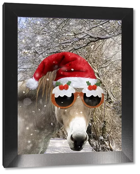 13131147. Donkey - wearing Christmas hat and glasses in snowy scene Date