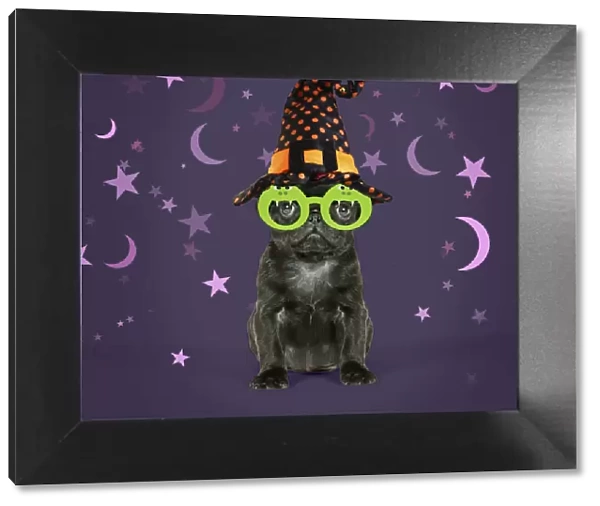 13131149. Black Pug Dog, puppy (6 weeks old) wearing witches hat Date
