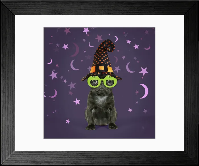 Framed Print : 13131149. Black Pug Dog, puppy (6 weeks old) wearing witches hat Date Framed Print : 13131149. Black Pug Dog, puppy (6 weeks old) wearing witches hat Date