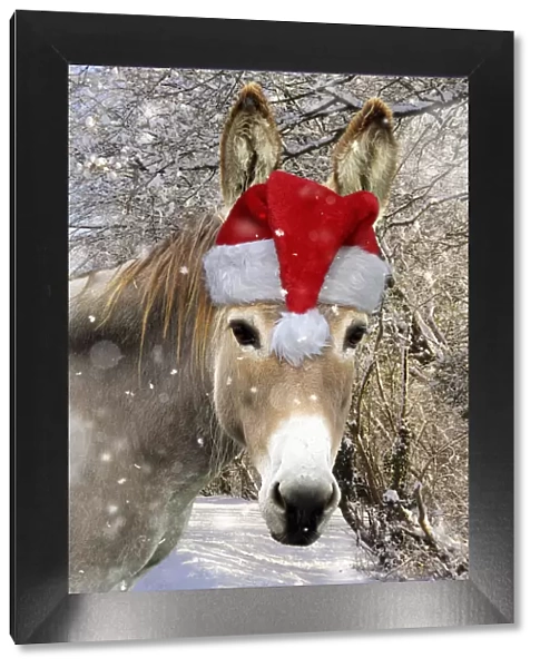 13131146. Donkey - wearing Christmas hat in snowy scene Date