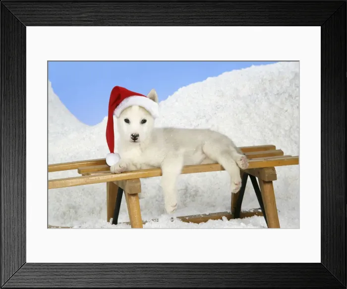Framed Print : 13131151. DOG. husky puppy (7 weeks old ) on a sledge wearing Christmas hat Date Framed Print : 13131151. DOG. husky puppy (7 weeks old ) on a sledge wearing Christmas hat Date