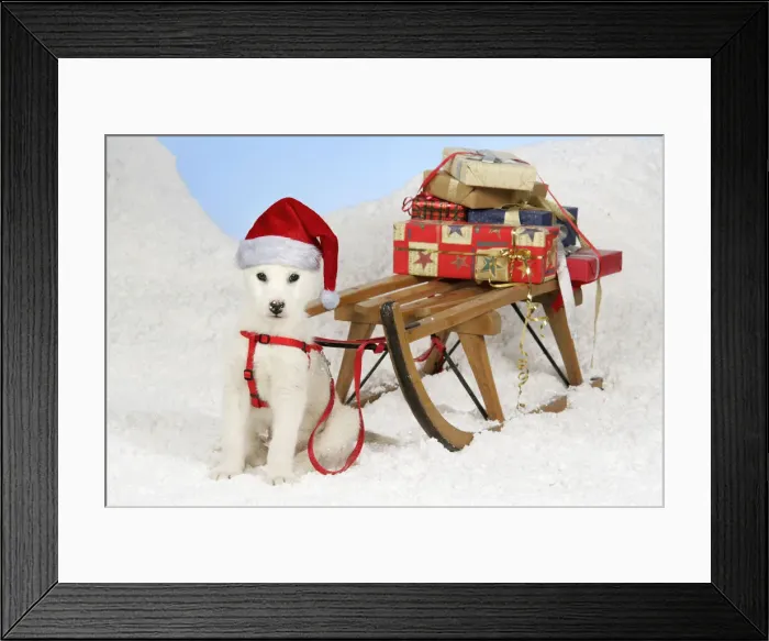 Framed Print : 13131150. Husky Dog, puppy (7 weeks old) wearing Christmas hat with sledge Framed Print : 13131150. Husky Dog, puppy (7 weeks old) wearing Christmas hat with sledge