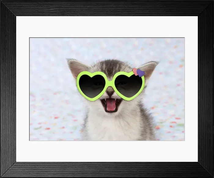 Framed Print : 13131153. Burmilla Cat / Asian X breed kitten Framed Print : 13131153. Burmilla Cat / Asian X breed kitten
