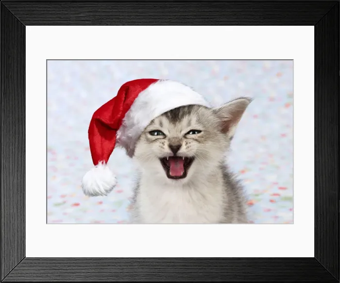 Framed Print : 13131154. Burmilla Cat / Asian X breed kitten ( 6 weeks old ) wearing Christmas hat Date Framed Print : 13131154. Burmilla Cat / Asian X breed kitten ( 6 weeks old ) wearing Christmas hat Date