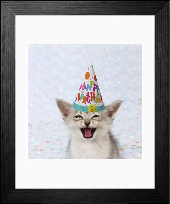 Framed Print : 13131155. CAT - Burmilla / Asian X breed kitten Framed Print : 13131155. CAT - Burmilla / Asian X breed kitten