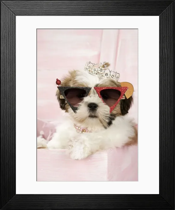 Framed Print : 13131156. Shih Framed Print : 13131156. Shih