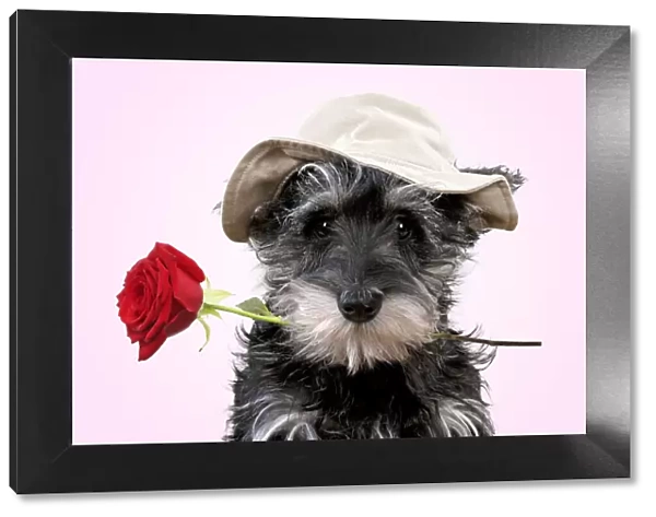 13131152. Schnauzer Dog, puppy wearing a floppy hat holding a red rose Date