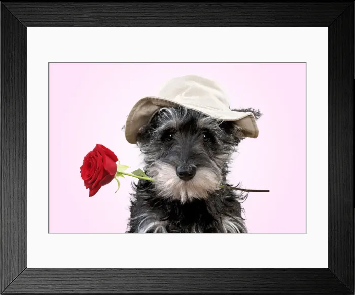 Framed Print : 13131152. Schnauzer Dog, puppy wearing a floppy hat holding a red rose Date Framed Print : 13131152. Schnauzer Dog, puppy wearing a floppy hat holding a red rose Date