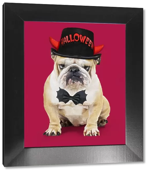 13131158. Bulldog, wearing Halloween hat and bow tie Date