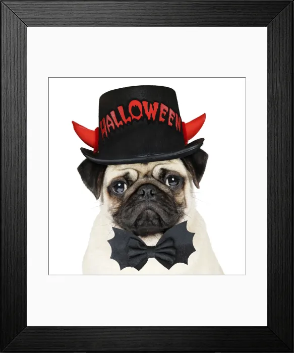 Framed Print : 13131159. DOG. Fawn pug wearing Halloween hat and bow tie Date Framed Print : 13131159. DOG. Fawn pug wearing Halloween hat and bow tie Date