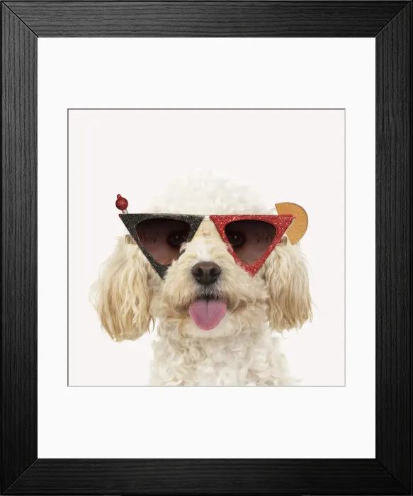 Framed Print : 13131157. Cavapoo Dog, wearing cocktail sunglasses Date Framed Print : 13131157. Cavapoo Dog, wearing cocktail sunglasses Date