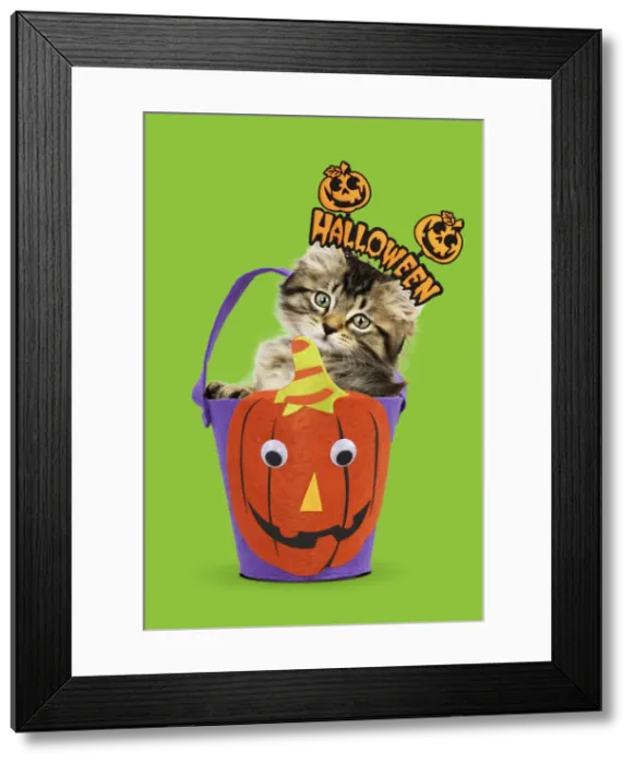 Framed Print : 13131163. Cat, kitten in halloween bucket Date Framed Print : 13131163. Cat, kitten in halloween bucket Date